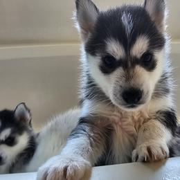 Pomsky Puppies from Peoria Pomskies