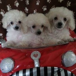 Biewer Terriers and Poodles from Lynn Mckee's Biewers and Poodles