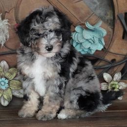 Girl 3 - Blue merle female Aussiedoodle puppy in Lawton, Oklahoma from Lindsey’s Aussies