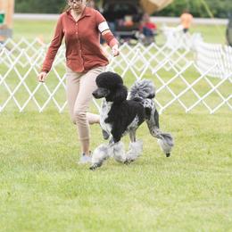 Devin - Poodle