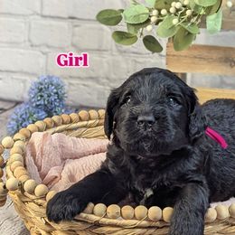 Fuchsia Collar - Black female Assorted Doodle Crosses puppy in Elma, New York from Newfiedoodles of WNY
