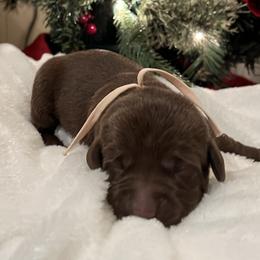 Pink - Chocolate female Labrador Retriever puppy in Heath Springs, South Carolina from Rich Hill Retrievers
