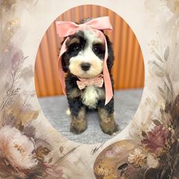 Rosa - Black and white female Bernedoodle puppy in Norcross, Georgia from Teddy Puppies