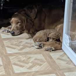 Benelli - Golden Retriever