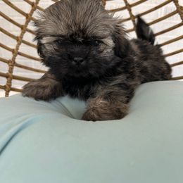Diesel - Sable male Shih Tzu puppy in Trinity, North Carolina from Trinity Shih Tzu