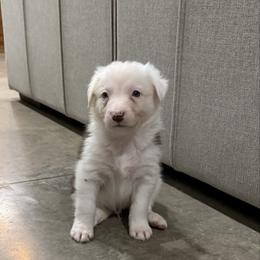 Ben - White and red male Border Collie puppy in Washburn, Missouri from BS Farms