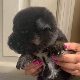German Shepherds from AKC German Shepherd Puppies