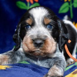 Carl Dean - Black white and tan male English Springer Spaniel puppy in Chapmansboro, Tennessee from Balthrop Bend Farms