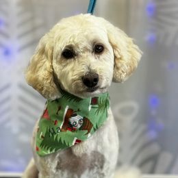 Poodles from Tess Valley Puppies