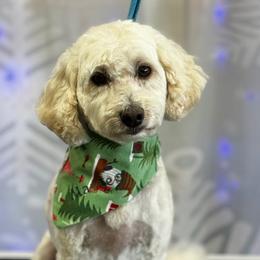 Poodles from Tess Valley Puppies