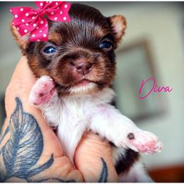 Diva - Tan and white female Yorkshire Terrier puppy in Warren, Michigan from Danielle's Yorkie Babies