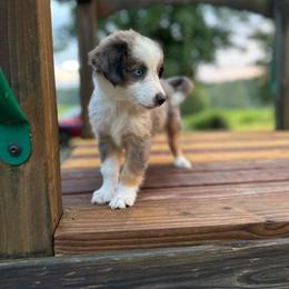 Martha - Blue merle female Miniature Australian Shepherd puppy in Doddridge, Arkansas from Huddleston Farm