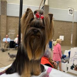Sinner - Yorkshire Terrier