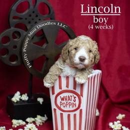 Lincoln (Orange Collar) boy - Apricot male Goldendoodle puppy in Corona, California from Fluffy Puppy Mini Doodles LLC