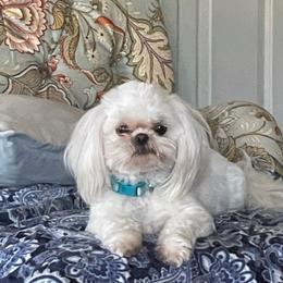 Bree - White female Shih Tzu puppy in Cabot, Arkansas from Twilight Shih Tzu