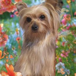 Izzy - Yorkshire Terrier
