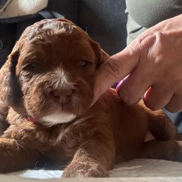 Beth - Red female Australian Labradoodle puppy in Fontana, California from Glory Labradoodle’s