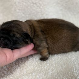 Baby boy - Fawn male Pekingese puppy in Clinton, Tennessee from Gracelands Pekingese