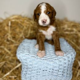 Bunny - Red  Goldendoodle puppy in Houston, Texas from Golden Life Doodles