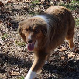 Cinder - Australian Shepherd