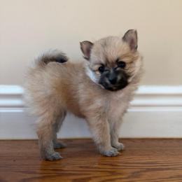 Cindy - Cream sable female Pomeranian puppy in Yonkers, New York from Thepomcouple