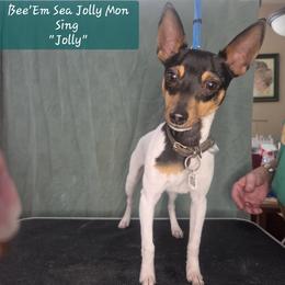 Bee'Em Sea Jolly Mon Sing (Jolly) - White black and tan male Toy Fox Terrier puppy in Conway, South Carolina from Bee'Em Sea Kennel