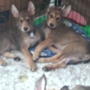 Berger Picard Puppies from Touche Rose