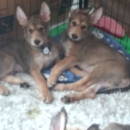 Berger Picard Puppies from Touche Rose