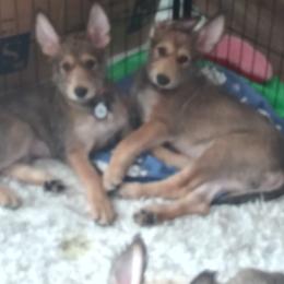 Berger Picard Puppies from Touche Rose