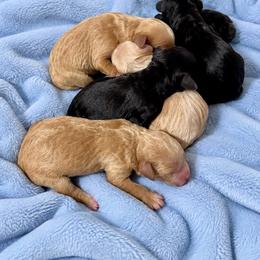 First male - Black male Goldendoodle puppy in Sterling, Connecticut from Justine’s Retrievers and Doodles, LLC