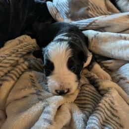 Aegon - Panda male German Shepherd puppy in Garrett, Indiana from Devil-Dog Shepherds