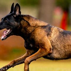 Belgian Malinois and Dutch Shepherds from Berserkermalinoiskennel