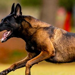 Belgian Malinois and Dutch Shepherds from Berserkermalinoiskennel