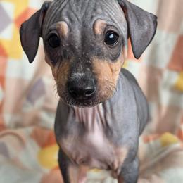 Cheddar - Black tan and white male American Hairless Terrier puppy in Fort Wayne, Indiana from Mapleleaf AHT