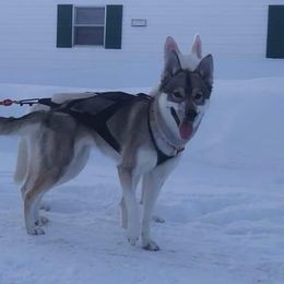 Eclipse - Siberian Husky