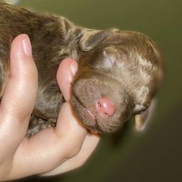 Poodles from PinePoint Poodles