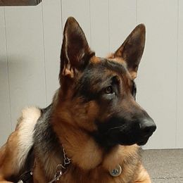 Einstein - German Shepherd