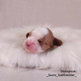 Eric - Blenheim male Cavalier King Charles Spaniel puppy in Bonney Lake, Washington from House of Happy Cavaliers