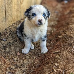 Australian Shepherd Puppies from Aussie Ridge Ranch