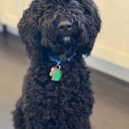 Cockapoo and Golden Mountain Doodle Puppies from Doodles of Joy