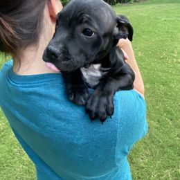 Staffordshire Bull Terrier Puppies from WEAT Pack