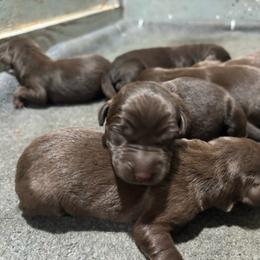 Fergi - Chocolate female Labrador Retriever puppy in Mount Olive, Mississippi from 3 King Kennels