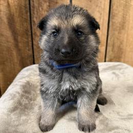 Blue HC - Black and tan male German Shepherd puppy in Terra Alta, West Virginia from Shepherd Country Farm and Kennels