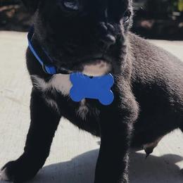 Boxers from Ally’s Boxer Pups
