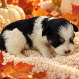 Erin - Black and silver female Miniature Schnauzer puppy in San Augustine, Texas from My Little Schnauzer Pals
