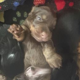 Boy 1 - Chocolate and tan male Dachshund puppy in Flint, Michigan from Matthews Dachshunds