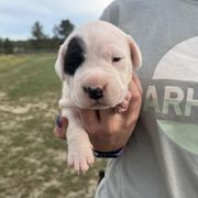 Girl 1 - female Dogo Argentino puppy in Roundup, Montana from Storm Dogos & Country Corgis