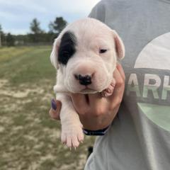 Girl 1 - female Dogo Argentino puppy in Roundup, Montana from Storm Dogos & Country Corgis