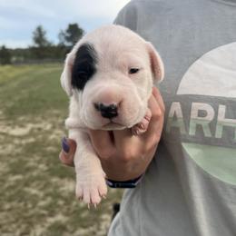 Girl 1 - female Dogo Argentino puppy in Roundup, Montana from Storm Dogos & Country Corgis