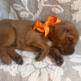 Tangerine - Dark golden male Golden Retriever puppy in Moses Lake, Washington from Dune Lakes Goldens